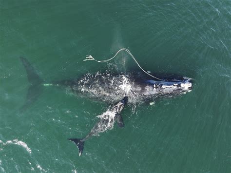 right whale entangled in rope